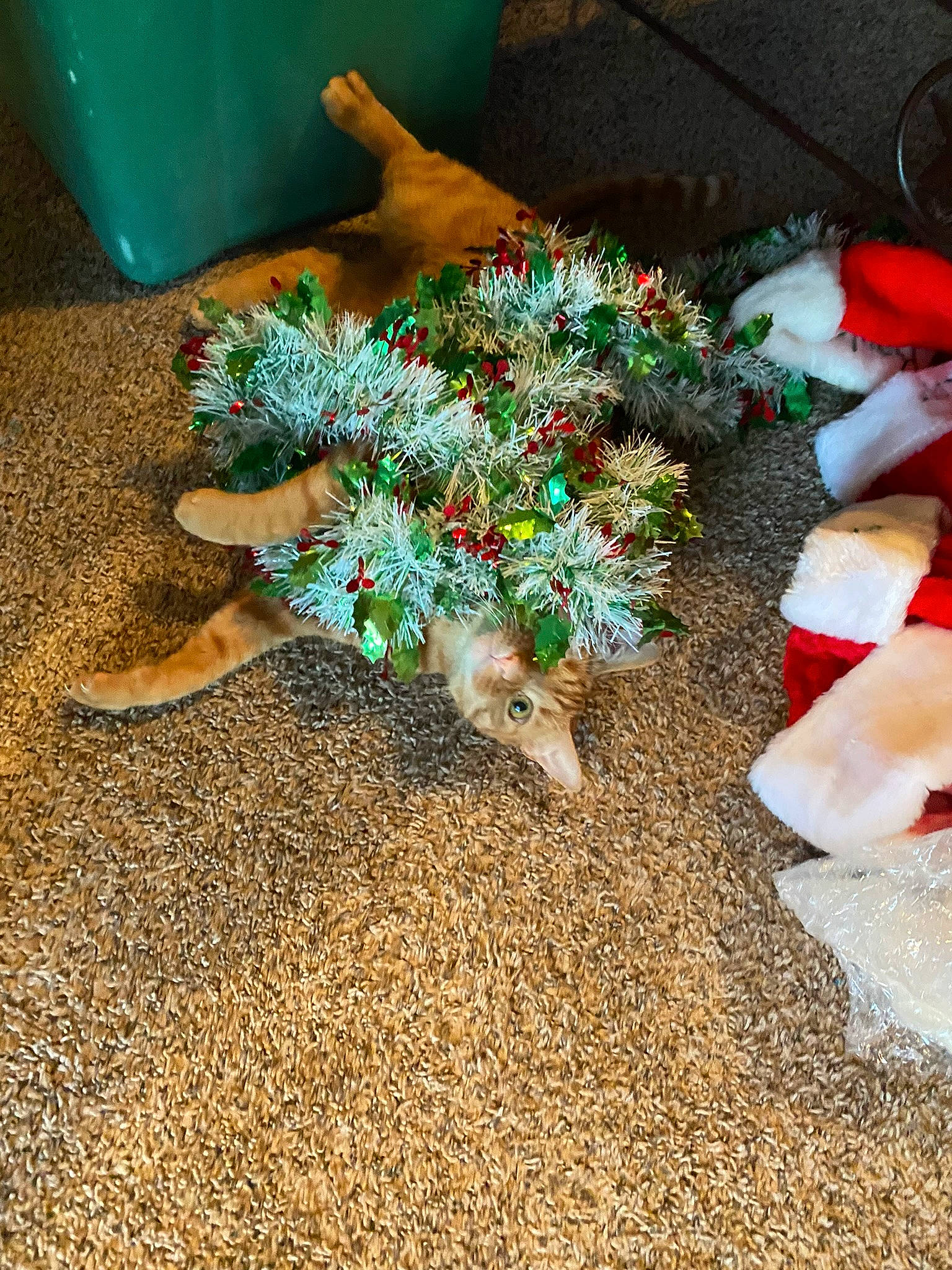 Tigger is registered to the contest to win money with this photo: carmine, christmas, christmas_decoration, christmas_eve, christmas_ornament, conifer, cut_flowers, event, flooring, floral_design, flower_arranging, fur, grass, holiday, interior_design, natural_material, ornament, soil, wood