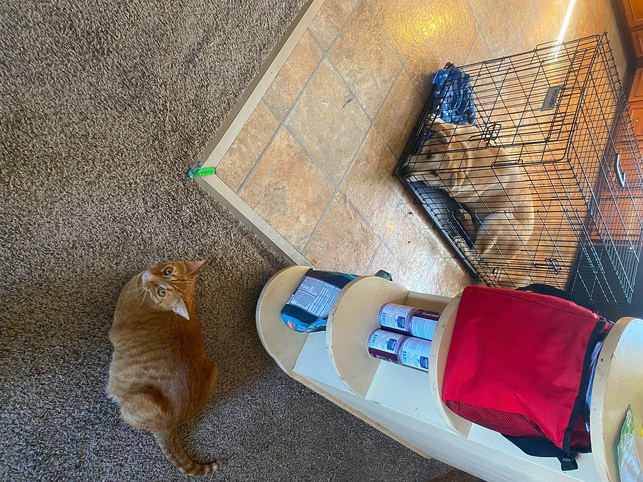 Tigger is registered to the contest to win money with this photo: carmine, carnivore, cat, domestic_short_haired_cat, electric_blue, fashion_accessory, feather, felidae, flooring, fur, glove, hardwood, human_leg, personal_protective_equipment, small_to_medium_sized_cats, strap, tail, whiskers, wood, wrist