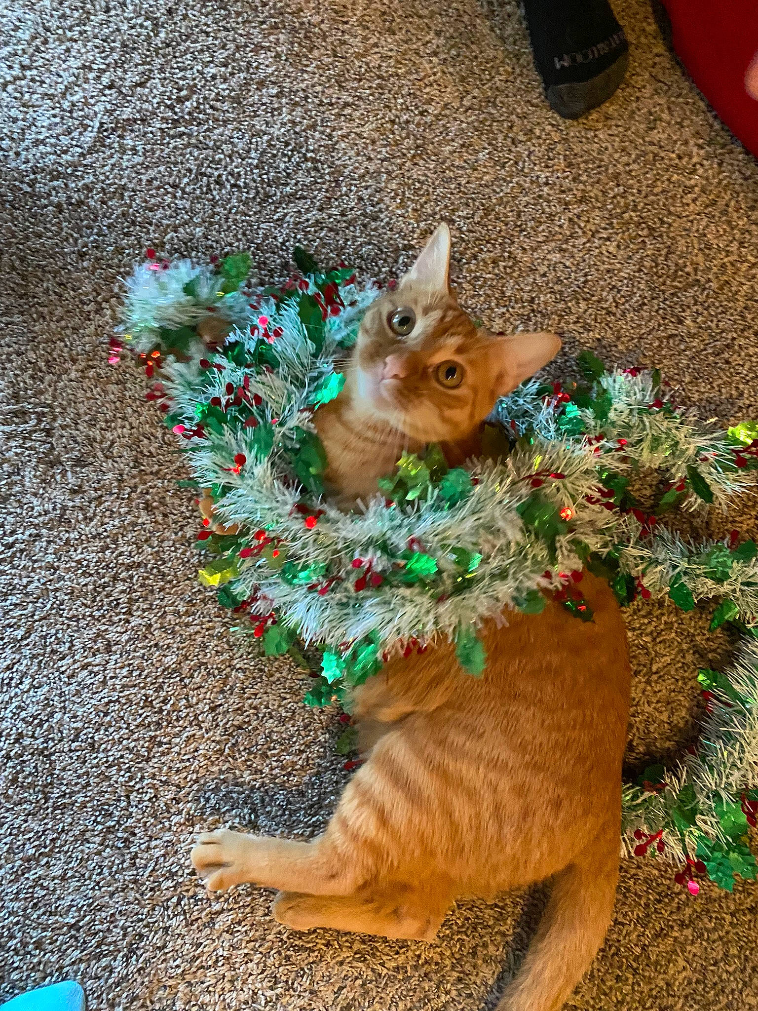 Tigger is registered to the contest to win money with this photo: art, canidae, carnivore, companion_dog, dog_breed, event, fawn, felidae, flower, fur, grass, groundcover, holiday, plant, sporting_group, tail, terrestrial_animal, whiskers, wildlife, wood