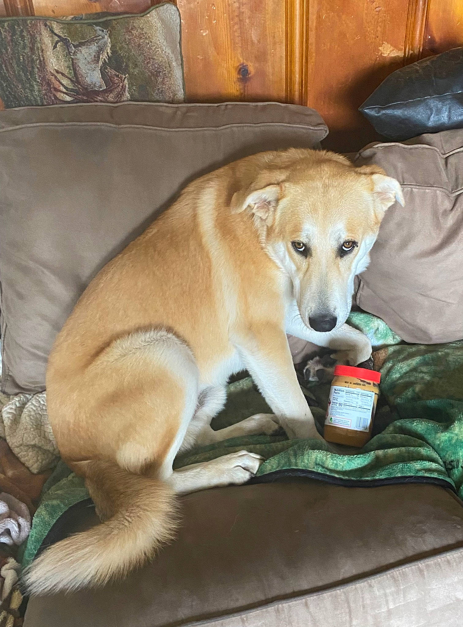 Shooter joined the competition — help win amazing prizes! canidae, carnivore, chair, comfort, companion_dog, couch, dog, dog_breed, dog_supply, fawn, fur, furniture, hardwood, paw, pet_supply, snout, sporting_group, tail, terrestrial_animal, whiskers