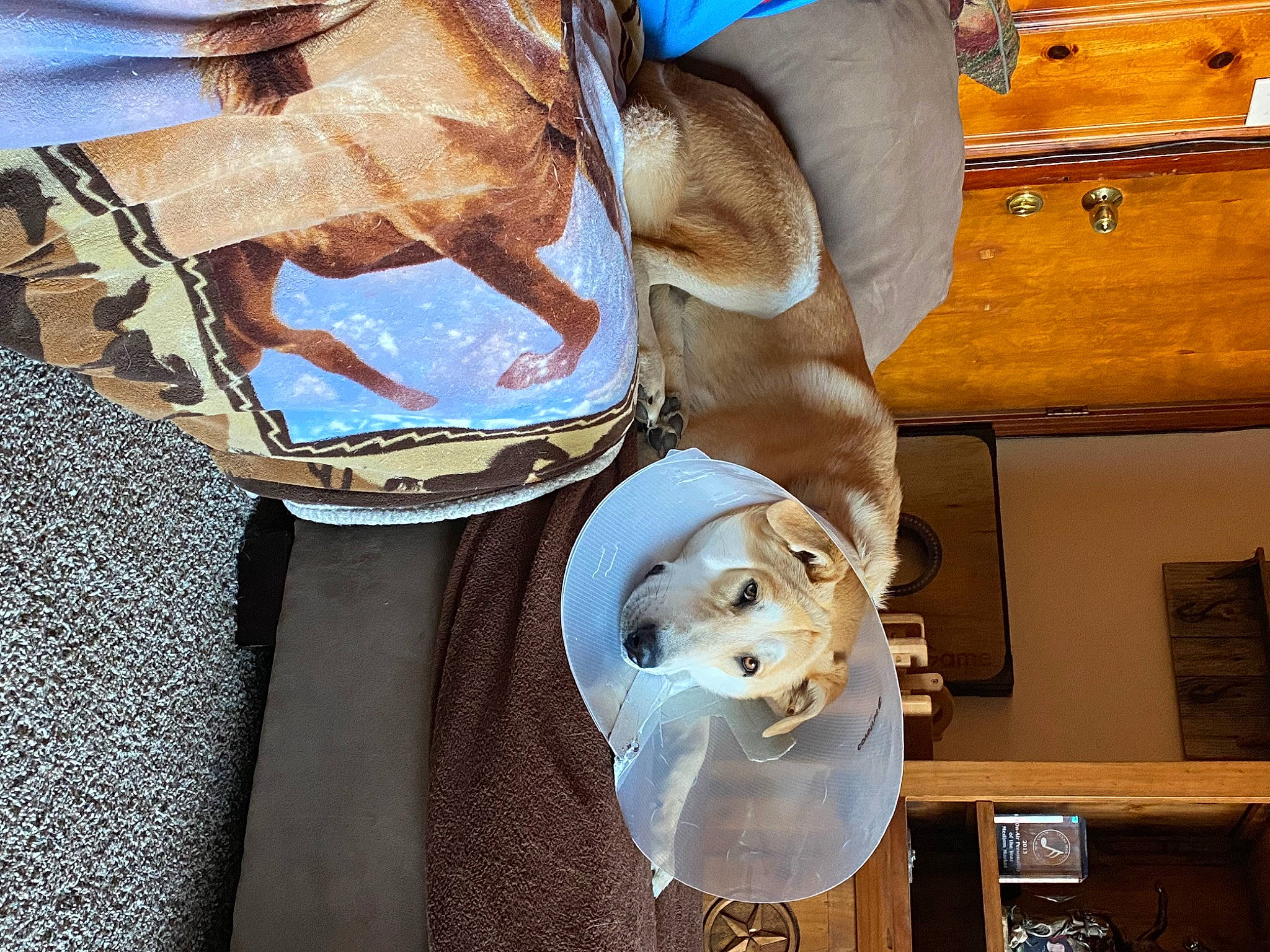 Shooter joined the competition — help win amazing prizes! bit, bridle, cabinetry, fawn, fur, hat, horse_supplies, horse_tack, pack_animal, personal_protective_equipment, rein, saddle, skull, snout, sporting_group, stuffed_toy, sun_hat, wood, working_animal, wrist