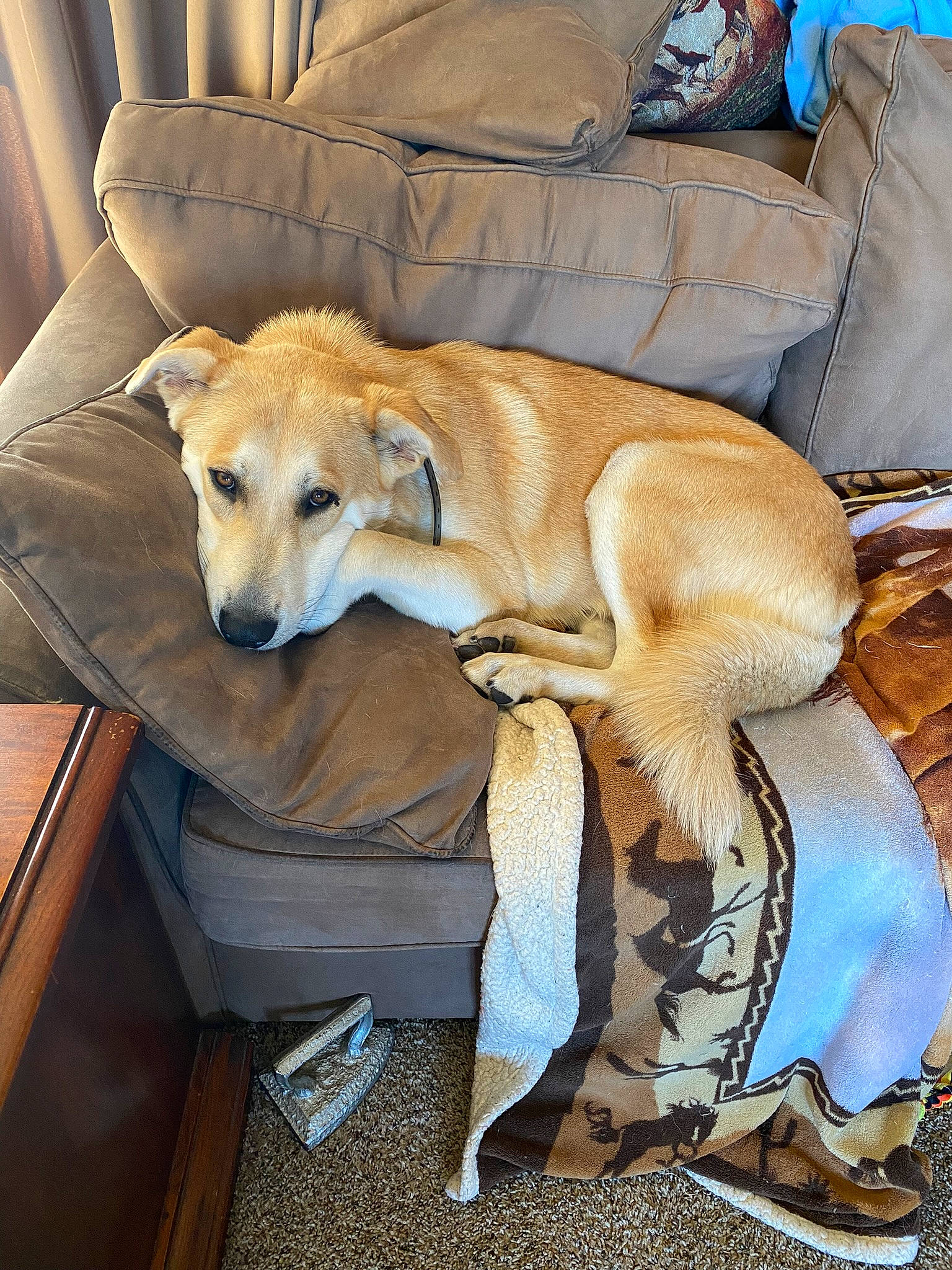 Shooter joined the competition — help win amazing prizes! canidae, carnivore, chair, comfort, companion_dog, couch, dog, dog_breed, fawn, flooring, fur, furniture, linens, pillow, retriever, room, sporting_group, studio_couch, tail, working_animal