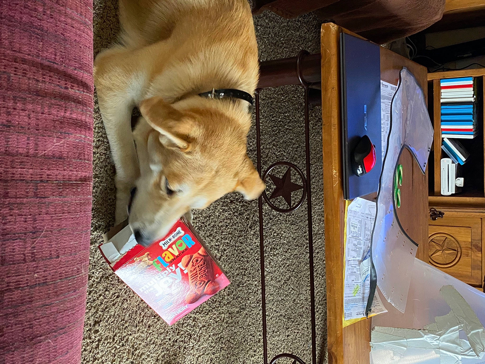 Shooter joined the competition — help win amazing prizes! animal_shelter, canidae, carnivore, comfort, companion_dog, dog, dog_breed, dog_supply, fawn, fur, mechanical_fan, nap, paw, room, snout, spitz, sporting_group, tail, whiskers, working_animal