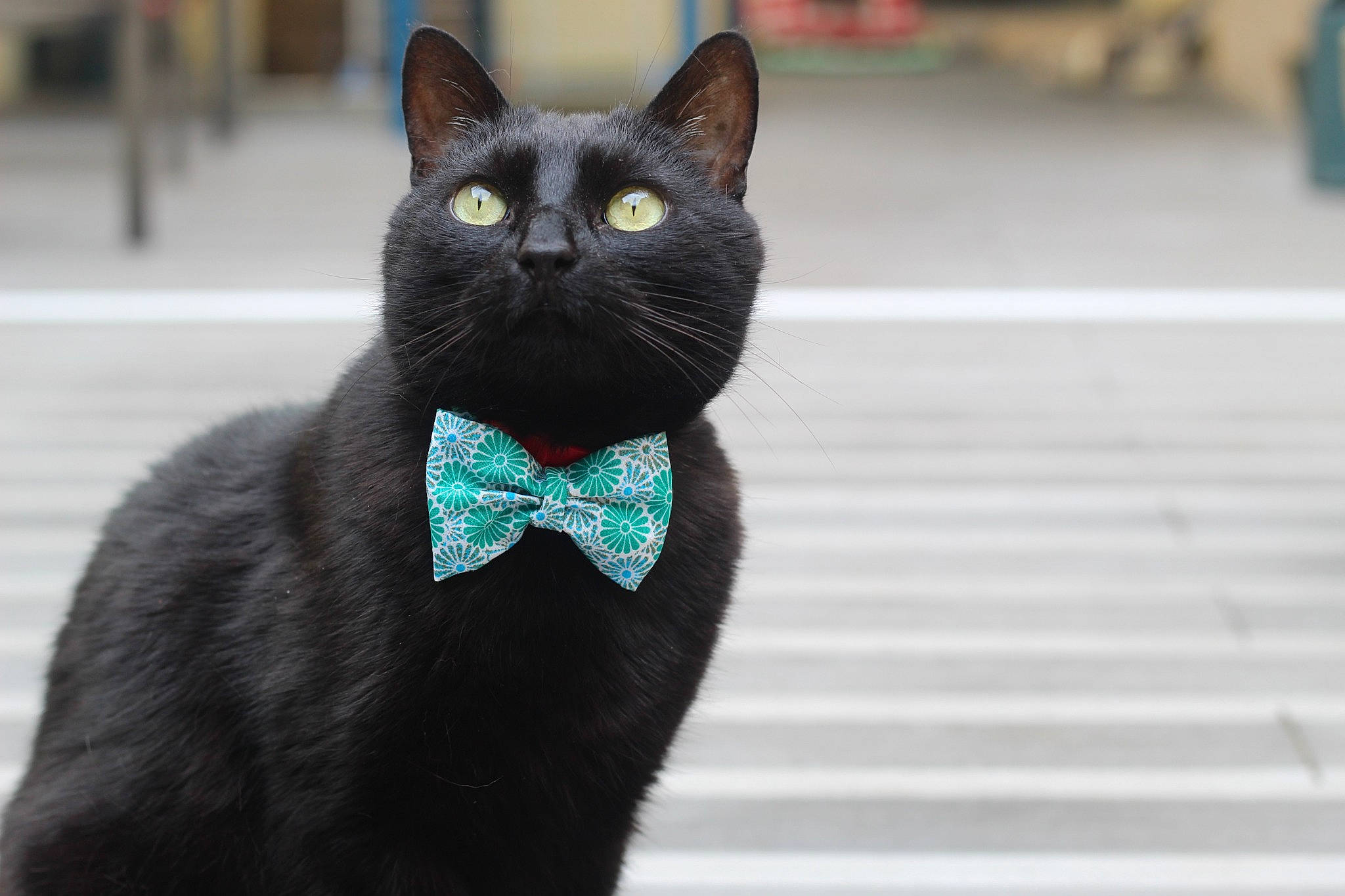 Dixie a rejoint le concours — aidez-le/la à gagner de superbes lots ! black_cat, bombay, carnivore, cat, collar, domestic_short_haired_cat, door, electric_blue, fashion_accessory, felidae, formal_wear, fur, grey, monochrome_photography, shadow, small_to_medium_sized_cats, snout, tail, whiskers, window