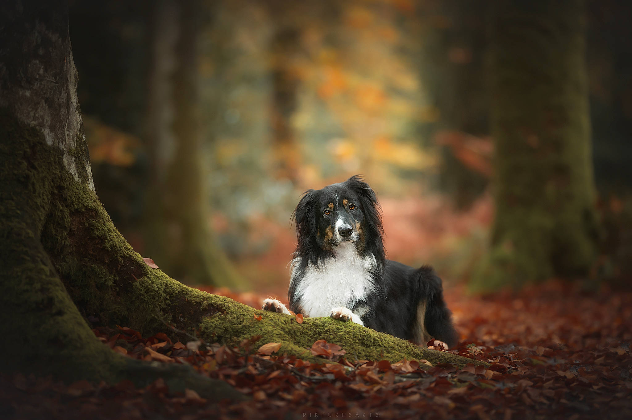 Zéphyr a rejoint le concours — aidez-le/la à gagner de superbes lots ! beak, branch, carnivore, companion_dog, darkness, dog, dog_breed, fawn, flash_photography, forest, grass, landscape, plant, snout, tints_and_shades, tree, trunk, twig, wood, woodland