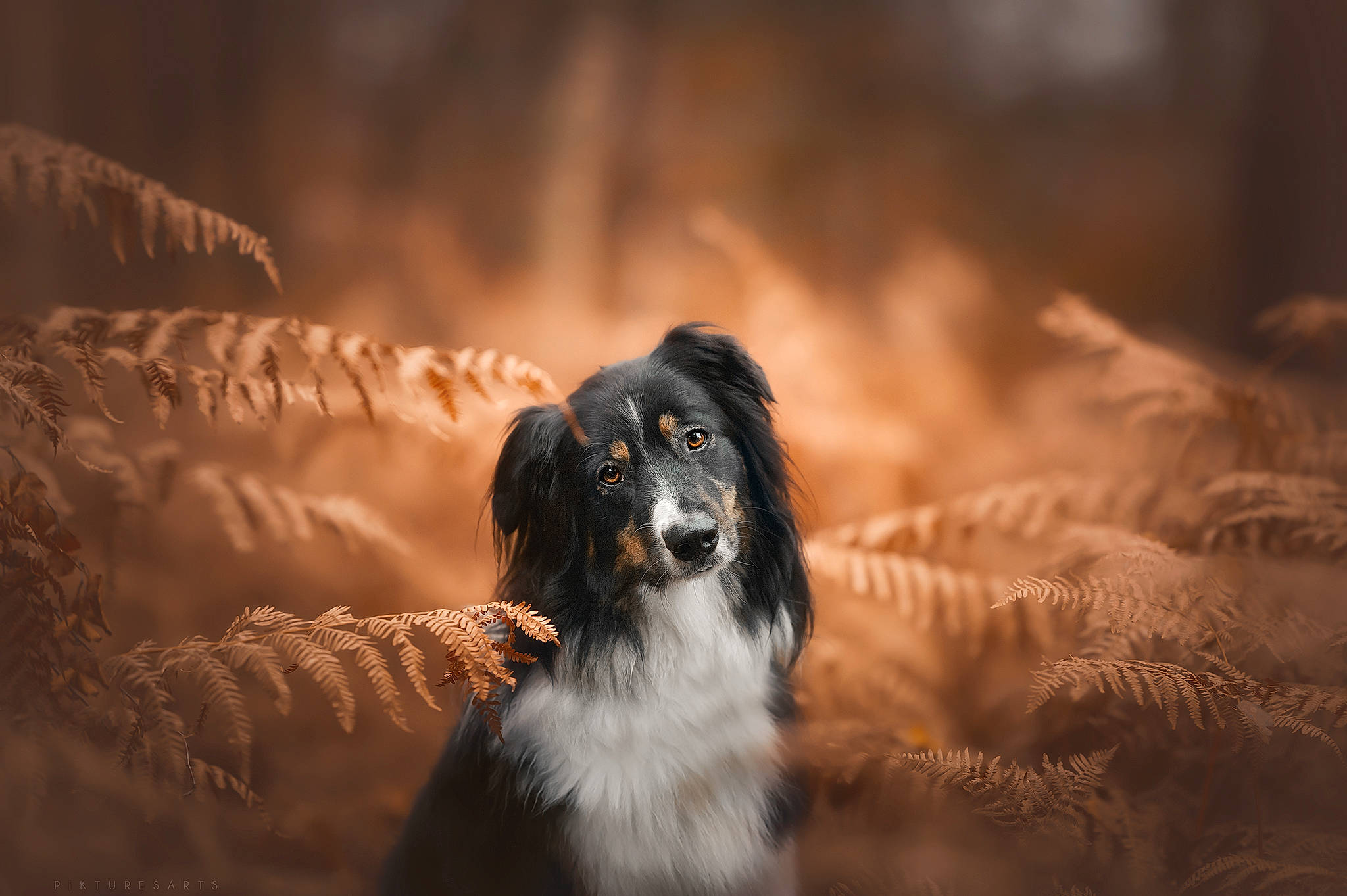 Zéphyr a rejoint le concours — aidez-le/la à gagner de superbes lots ! australian_collie, australian_shepherd, border_collie, canidae, carnivore, companion_dog, darkness, dog, dog_breed, evening, fur, herding_dog, whiskers, winter, wood, working_dog