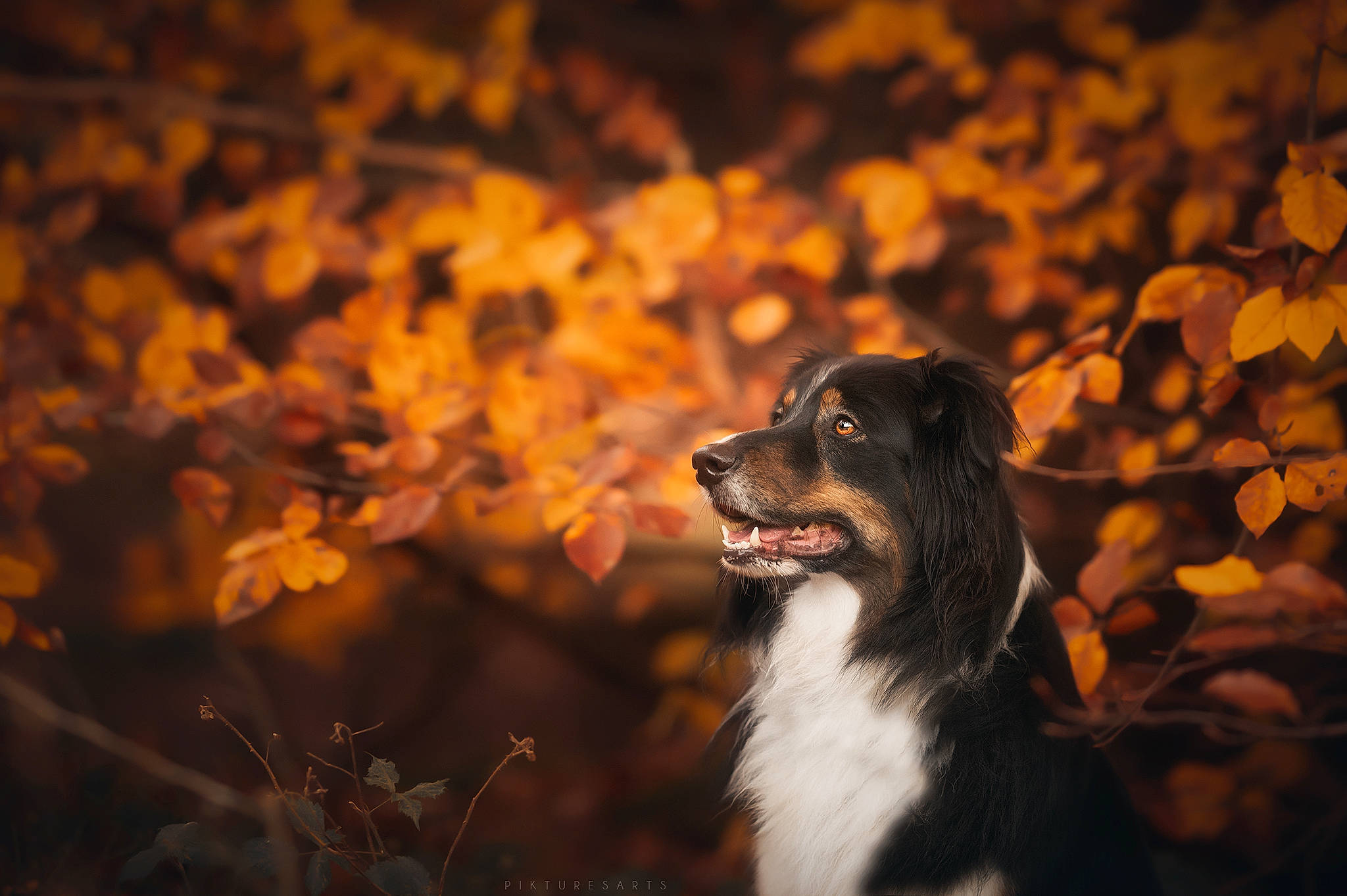 Zéphyr a rejoint le concours — aidez-le/la à gagner de superbes lots ! border_collie, carnivore, companion_dog, deciduous, dog, dog_breed, evening, flash_photography, fur, grass, herding_dog, leaf, plant, snout, sporting_group, tints_and_shades, tree, twig, whiskers, working_animal