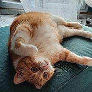 Matéo participe au concours pour gagner de l'argent avec cette photo : cat, orange_cat, indoor, ottoman, curtain, star_pattern, window, floor_tiles, relaxed, pet, feline, whiskers, upside_down, cozy, domestic, fur, ears, paw, home, natural_light