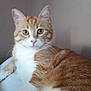 Matéo a rejoint le concours — aidez-le/la à gagner de superbes lots ! cat, tabby_cat, orange_cat, white_cat, pet, feline, animal, domestic_cat, lying_down, relaxed, curious, indoor, soft_surface, whiskers, ears, paws, fur, closeup, looking_at_camera, neutral_background