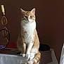 Matéo participe au concours pour gagner de l'argent avec cette photo : cat, ginger_cat, white_cat, table, tablecloth, indoor, pet, feline, sitting, calm, decor, candle_holder, fur, whiskers, tail, paws, domestic_animal, home, quiet, curious