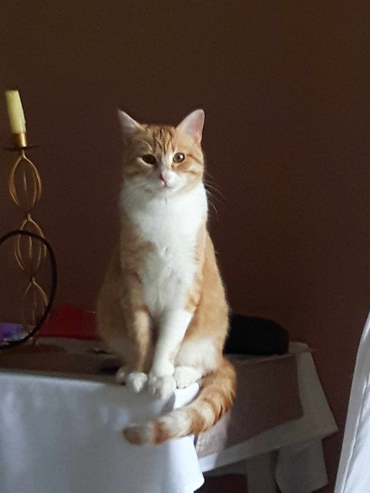 Matéo participe au concours pour gagner de l'argent avec cette photo : cat, ginger_cat, white_cat, table, tablecloth, indoor, pet, feline, sitting, calm, decor, candle_holder, fur, whiskers, tail, paws, domestic_animal, home, quiet, curious