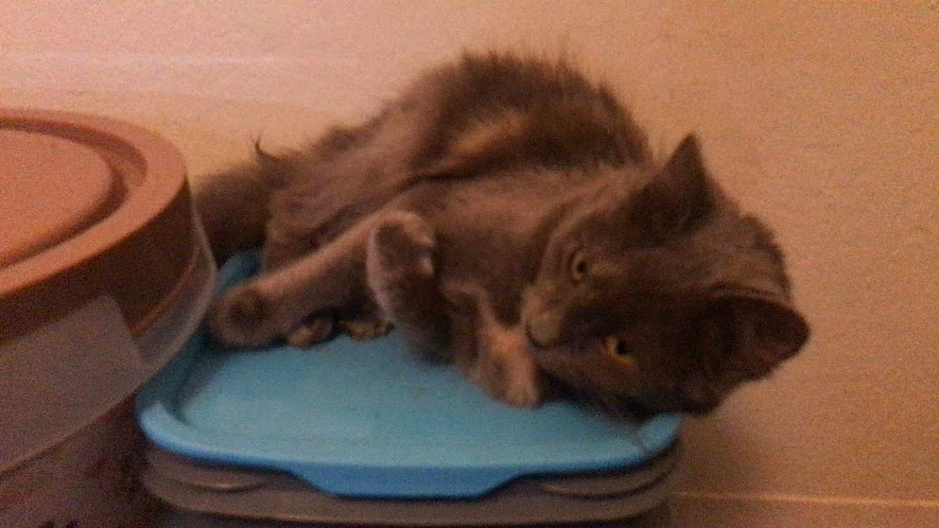 Kage is registered to the contest to win money with this photo: cat, gray_cat, lying_down, indoor, plastic_container, blue_lid, relaxed, sleepy, feline, fur, whiskers, paw, ears, yellow_eyes, household, wall, floor, domestic_animal, pet, resting