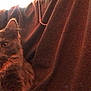 Kage joined the competition — help win amazing prizes! cat, animal, pet, furry, cozy, blanket, brown, fur, ears, face, indoor, comfort, relaxed, curious, cute, snug, soft, warm, resting, portrait