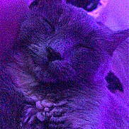 Kage is registered to the contest to win money with this photo: cat, sleeping, purple_light, close_up, whiskers, feline, cozy, fur, domestic_cat, pet, relaxed, indoor, resting, cute, mammal, animal, paw, face, calm, quiet