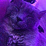 cat, sleeping, purple_light, close_up, whiskers, feline, cozy, fur, domestic_cat, pet, relaxed, indoor, resting, cute, mammal, animal, paw, face, calm, quiet