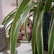 Callie is registered to the contest to win money with this photo: cat, plant, houseplant, green_leaves, indoor, curious, pet, feline, white_cat, striped_mug, table, potted_plant, closeup, leaf, domestic_animal, hidden, playful, nature_indoor, furniture, still_life