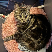 Nala joined the competition — help win amazing prizes! cat, tabby_cat, yellow_eyes, fluffy_fur, pink_bed, fuzzy_bed, blanket, indoor, pet, animal, cozy, resting, fur, cute, domestic_cat, soft_texture, patterned_wall, relaxed, mammal, companion