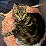 cat, tabby_cat, yellow_eyes, fluffy_fur, pink_bed, fuzzy_bed, blanket, indoor, pet, animal, cozy, resting, fur, cute, domestic_cat, soft_texture, patterned_wall, relaxed, mammal, companion