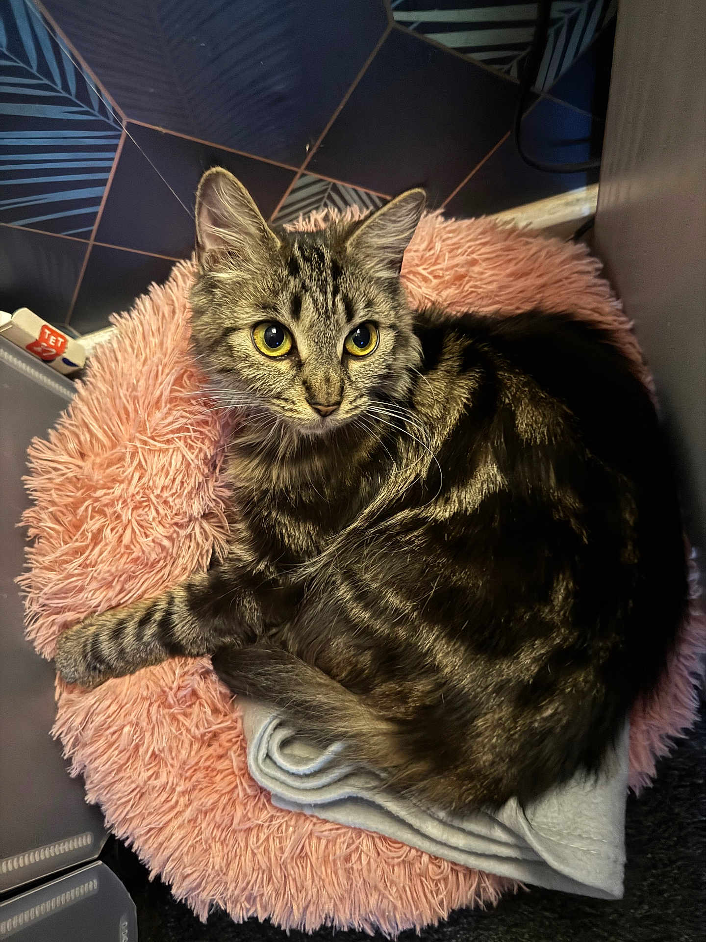 Nala