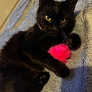 Cleo is registered to the contest to win money with this photo: cat, black_cat, pet, indoor, toy, pink_toy, blanket, feline, yellow_eyes, whiskers, paw, fur, cute, relaxed, cozy, close_up, animal, mammal, soft_texture, resting