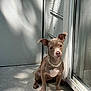 animal, brown_fur, collar, companion, concrete_floor, curious, cute, dog, door, ears, glass_door, outdoor, pet, puppy, shadow, sitting, small_dog, sunlight, wall, white_chest