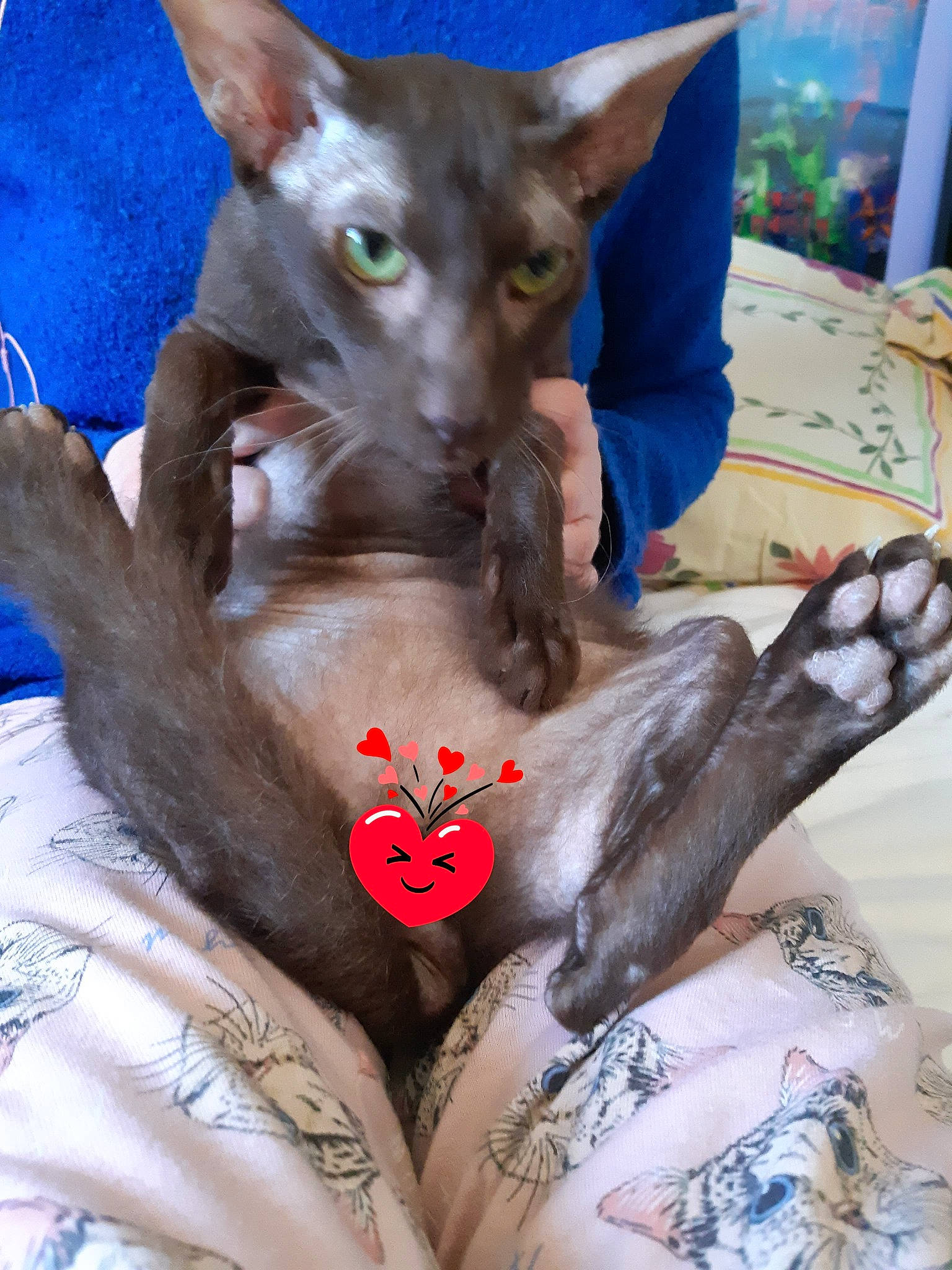 Orion participe au concours pour gagner de l'argent avec cette photo : asian, carnivore, cat, cornish_rex, devon_rex, donskoy, felidae, havana_brown, mammal, oriental_longhair, oriental_shorthair, peterbald, rex_cat, small_to_medium_sized_cats, sphynx, ukrainian_levkoy, vertebrate, whiskers