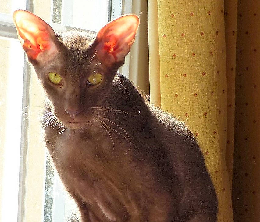 Orion a rejoint le concours — aidez-le/la à gagner de superbes lots ! abyssinian, asian, carnivore, cat, cornish_rex, felidae, german_rex, havana_brown, javanese, mammal, oriental_longhair, oriental_shorthair, peterbald, rex_cat, small_to_medium_sized_cats, snout, vertebrate, whiskers