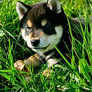 Azur participe au concours pour gagner de l'argent avec cette photo : puppy, dog, shiba_inu, grass, outdoors, green, portrait, close_up, cute, fur, ears, snout, nose, eyes, nature, sunlight, leaf, playful, animal, ground