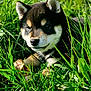 puppy, dog, shiba_inu, grass, outdoors, green, portrait, close_up, cute, fur, ears, snout, nose, eyes, nature, sunlight, leaf, playful, animal, ground