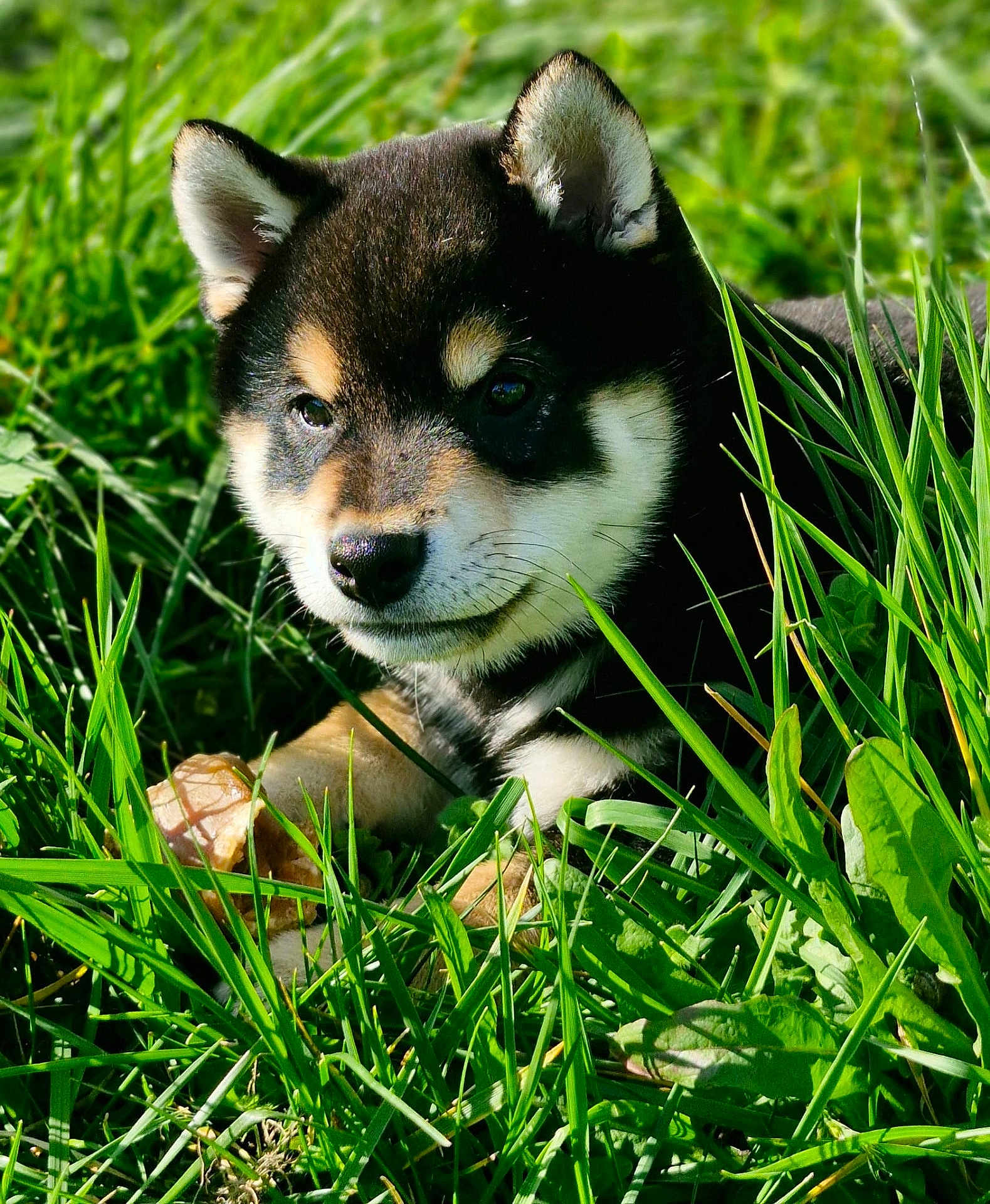 Azur participe au concours pour gagner de l'argent avec cette photo : puppy, dog, shiba_inu, grass, outdoors, green, portrait, close_up, cute, fur, ears, snout, nose, eyes, nature, sunlight, leaf, playful, animal, ground