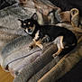 Rosie joined the competition — help win amazing prizes! dog, chihuahua, pet, animal, blanket, indoor, cozy, resting, small_dog, fur, ears, paw, lying_down, cute, companion, household, relaxed, soft_texture, floor, couch