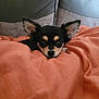 Rosie is registered to the contest to win money with this photo: dog, puppy, chihuahua, blanket, couch, ears, pet, cute, indoor, resting, fur, small_dog, animal, face, alert, cozy, orange, gray, home, domestic