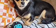 Rosie joined the competition — help win amazing prizes! dog, small_dog, toy, plush_toy, blanket, striped_blanket, pillow, geometric_pattern, indoor, pet, fur, ears, cute, relaxed, resting, animal, canine, companion, home, cozy