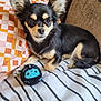dog, small_dog, toy, plush_toy, blanket, striped_blanket, pillow, geometric_pattern, indoor, pet, fur, ears, cute, relaxed, resting, animal, canine, companion, home, cozy