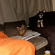 Rosie is registered to the contest to win money with this photo: dog, small_dog, chihuahua, couch, pillow, blanket, curtain, indoor, pet, animal, wooden_floor, cup, striped_pillow, brown_dog, black_dog, furniture, relaxing, domestic, companion, curious