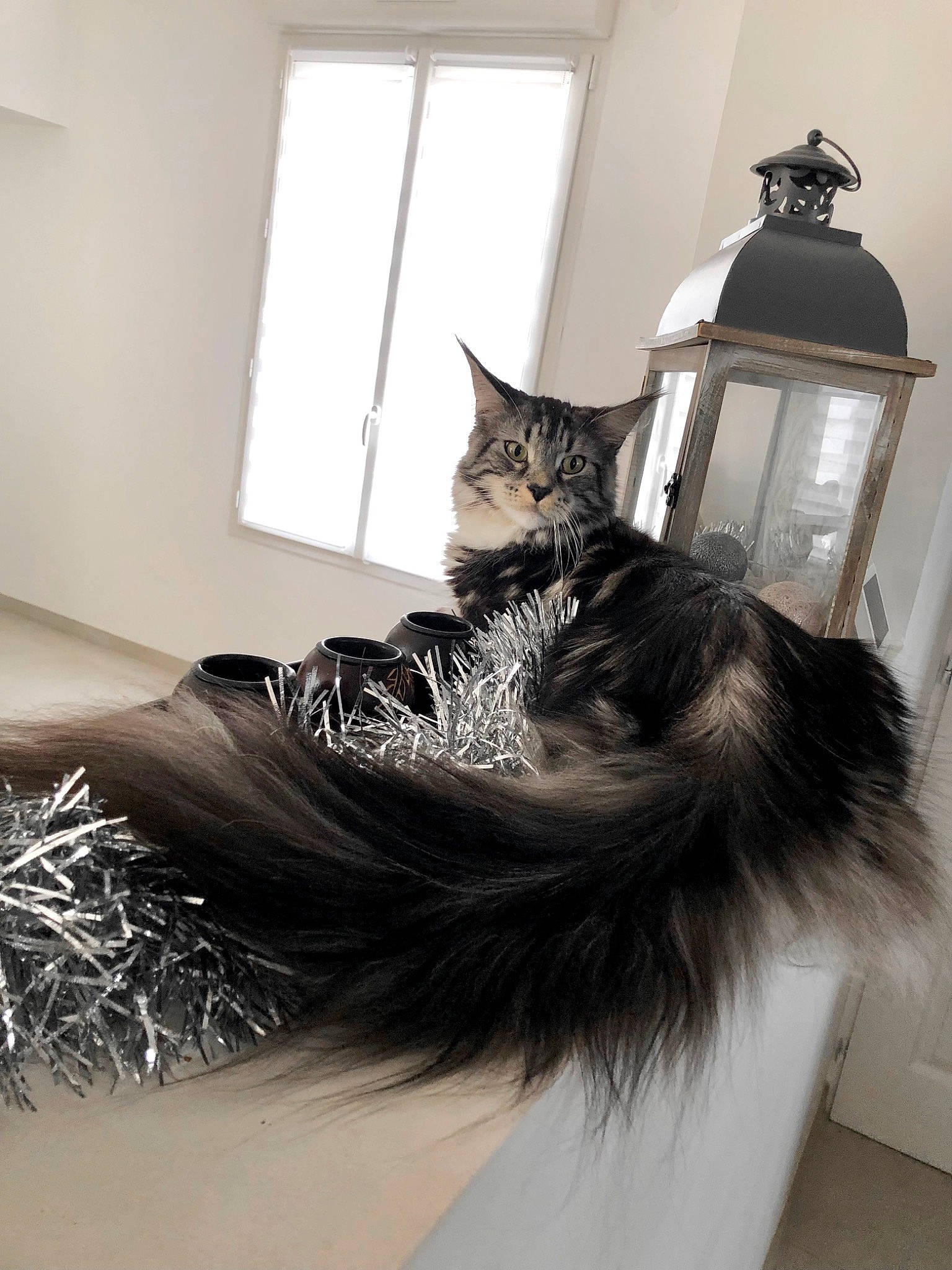 Onaya participe au concours pour gagner de l'argent avec cette photo : bed, black_cat, carnivore, cat, chair, comfort, felidae, formal_wear, fur, grey, lamp, monochrome, monochrome_photography, room, small_to_medium_sized_cats, tail, tree, whiskers, window, window_blind