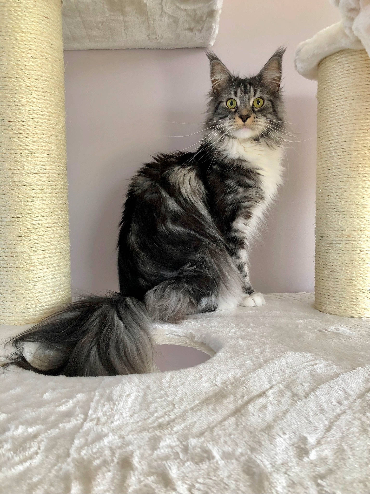 Onaya participe au concours pour gagner de l'argent avec cette photo : black_cat, carnivore, cat, claw, comfort, domestic_short_haired_cat, felidae, fur, grey, maine_coon, monochrome, monochrome_photography, paw, sitting, small_to_medium_sized_cats, tail, whiskers, window