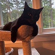 Luna joined the competition — help win amazing prizes! black_cat, cat_tree, window, indoor, pet, feline, relaxed, carpeted, animal, domestic_cat, resting, natural_light, cozy, houseplant, home_interior, daylight, looking, quiet, cute, mammal