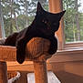 black_cat, cat_tree, window, indoor, pet, feline, relaxed, carpeted, animal, domestic_cat, resting, natural_light, cozy, houseplant, home_interior, daylight, looking, quiet, cute, mammal