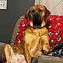dog, brown_dog, large_dog, couch, blanket, reindeer_pattern, living_room, pet, sitting, portrait, indoor, paw, snout, floppy_ears, sofa, relaxed, holiday_blanket, wall_socket, curtain, gaze