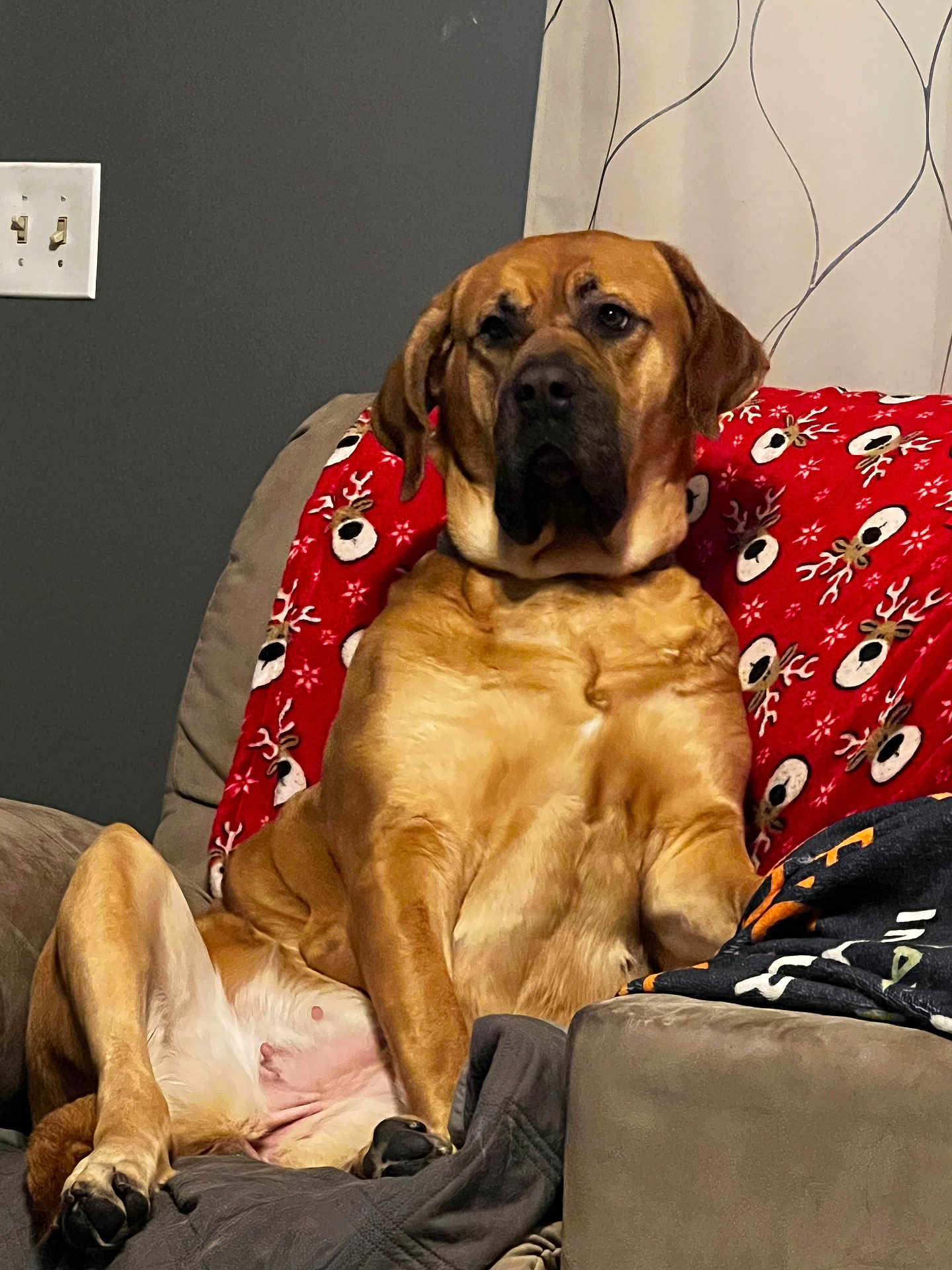 Queen joined the competition — help win amazing prizes! dog, brown_dog, large_dog, couch, blanket, reindeer_pattern, living_room, pet, sitting, portrait, indoor, paw, snout, floppy_ears, sofa, relaxed, holiday_blanket, wall_socket, curtain, gaze