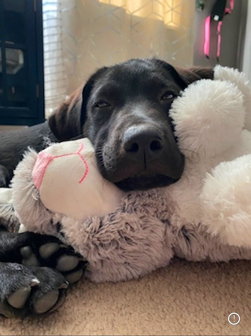 Vaida is registered to the contest to win money with this photo: ball, canidae, carnivore, cloud, comfort, companion_dog, dog, dog_breed, dog_collar, dog_toy, flooring, fur, paw, snout, sporting_group, stuffed_toy, toy, toy_dog, whiskers, working_animal