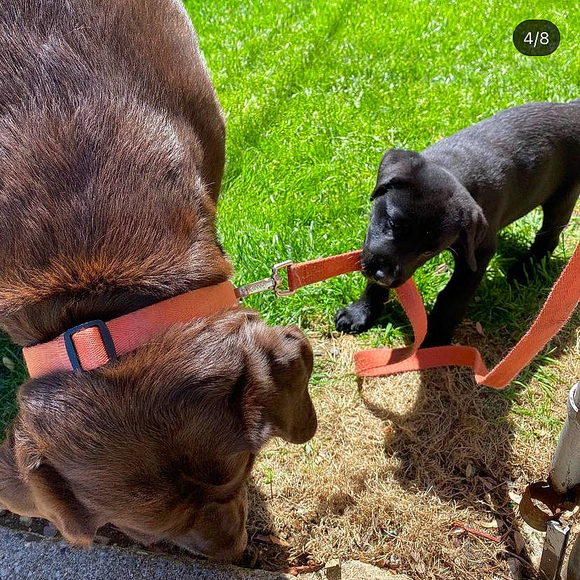 Vaida is registered to the contest to win money with this photo: bovine, canidae, collar, dog, dog_breed, dog_collar, fawn, goats, grass, leash, liver, livestock, pack_animal, pet_supply, plant, snout, sporting_group, tail, terrestrial_animal, working_animal