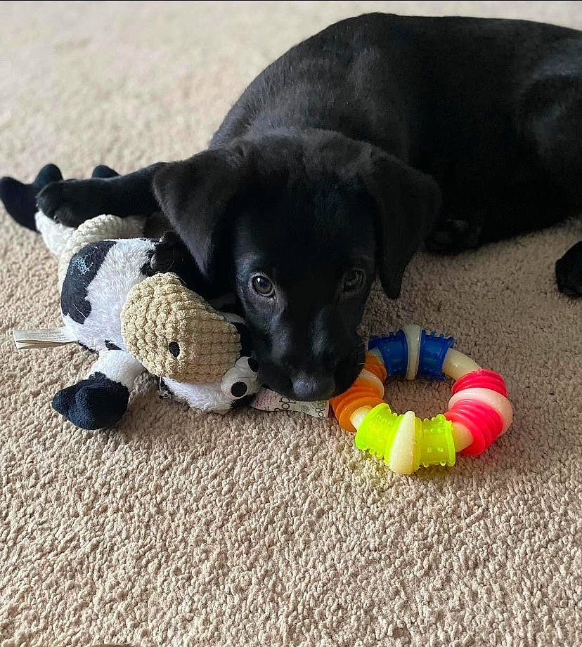 Vaida is registered to the contest to win money with this photo: ball, canidae, carnivore, collar, comfort, companion_dog, dog, dog_breed, dog_collar, dog_supply, dog_toy, fawn, paw, pet_supply, snout, sporting_group, stuffed_toy, tail, toy, working_animal