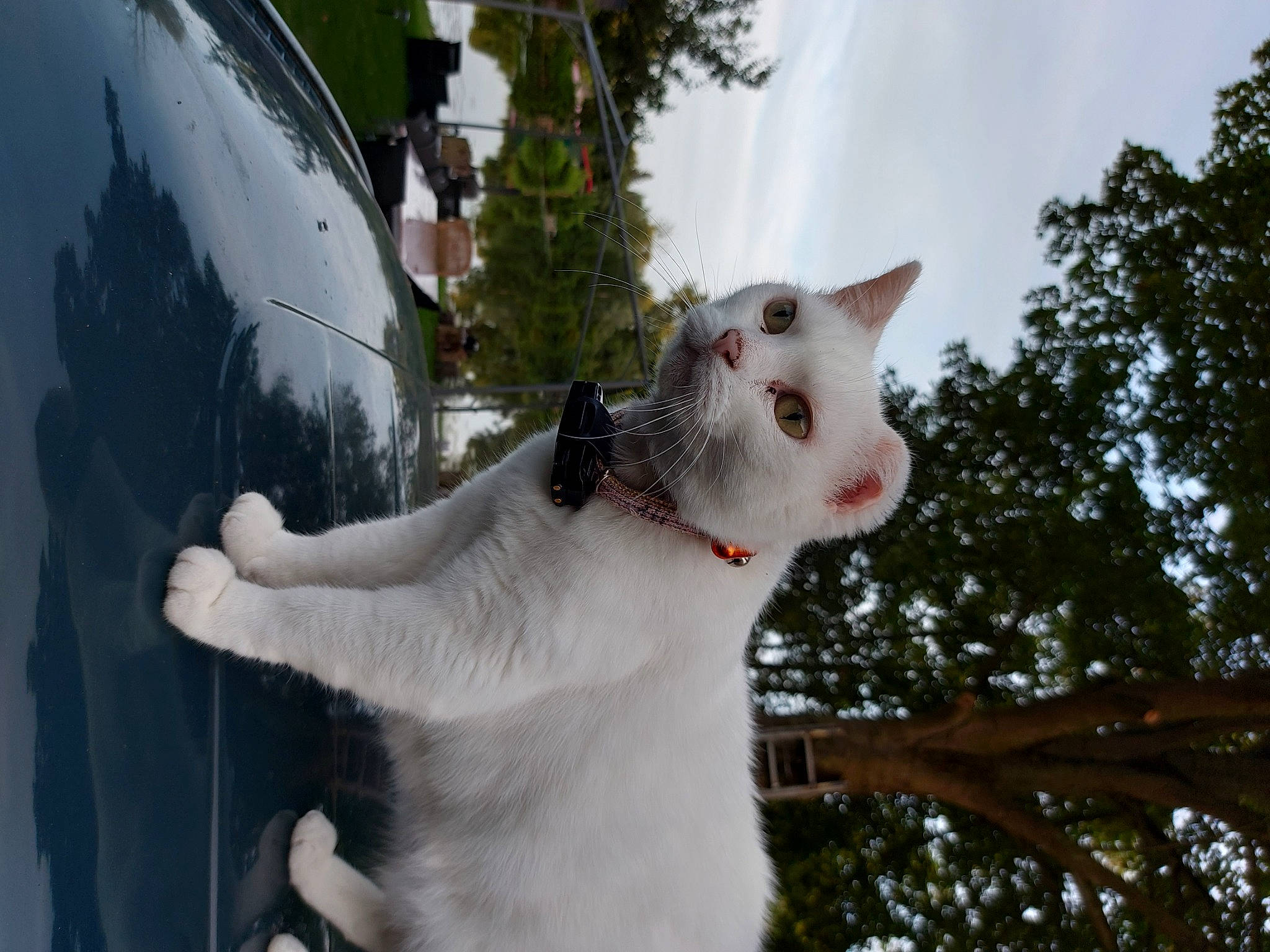 Minouchette a rejoint le concours — aidez-le/la à gagner de superbes lots ! canidae, carnivore, cat, cloud, collar, domestic_short_haired_cat, fawn, felidae, fur, grass, plant, sky, small_to_medium_sized_cats, snout, tail, terrestrial_animal, tree, twig, whiskers, window