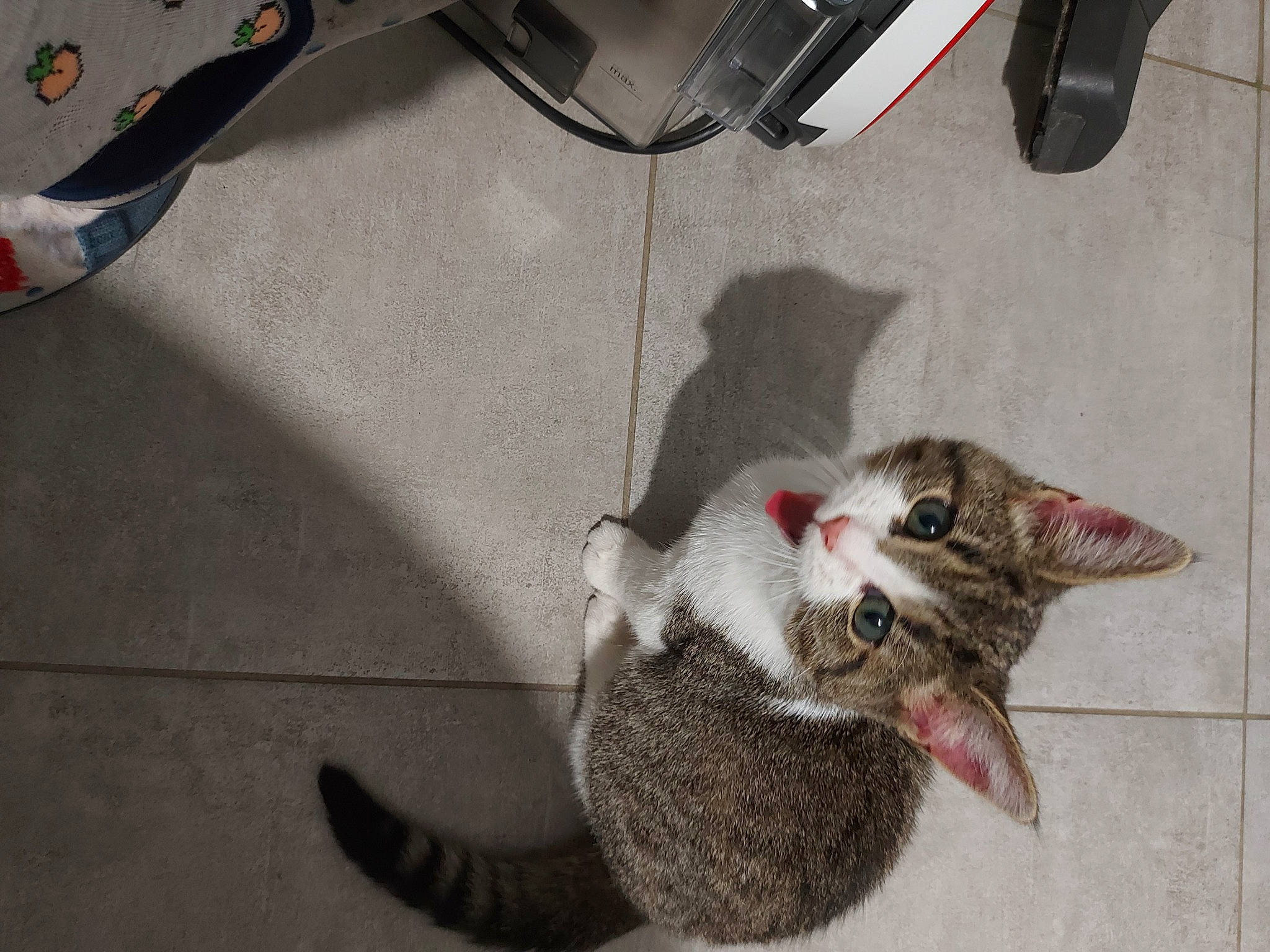 Mercedes participe au concours pour gagner de l'argent avec cette photo : auto_part, automotive_lighting, automotive_tire, car_seat, carnivore, cat, claw, comfort, domestic_short_haired_cat, fang, felidae, flooring, fur, grey, paw, small_to_medium_sized_cats, tail, vehicle_door, whiskers, yawn