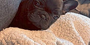Naya a rejoint le concours — aidez-le/la à gagner de superbes lots ! dog, puppy, french_bulldog, black_dog, blanket, couch, indoor, cozy, pet, animal, snug, curious, soft_texture, home, relaxing, fur, ears, closeup, cute, companion