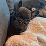Naya a rejoint le concours — aidez-le/la à gagner de superbes lots ! dog, puppy, french_bulldog, black_dog, blanket, couch, indoor, cozy, cute, pet, snuggled, texture, soft, ears, face, closeup, home, resting, small, adorable