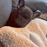 Naya participe au concours pour gagner de l'argent avec cette photo : dog, puppy, french_bulldog, black_dog, blanket, couch, indoor, cozy, pet, animal, snug, curious, soft_texture, home, relaxing, fur, ears, closeup, cute, companion