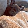 animal, black_dog, blanket, closeup, companion, couch, cozy, curious, cute, dog, ears, french_bulldog, fur, home, indoor, pet, puppy, relaxing, snug, soft_texture